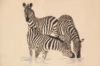 Вышивка картины зебры